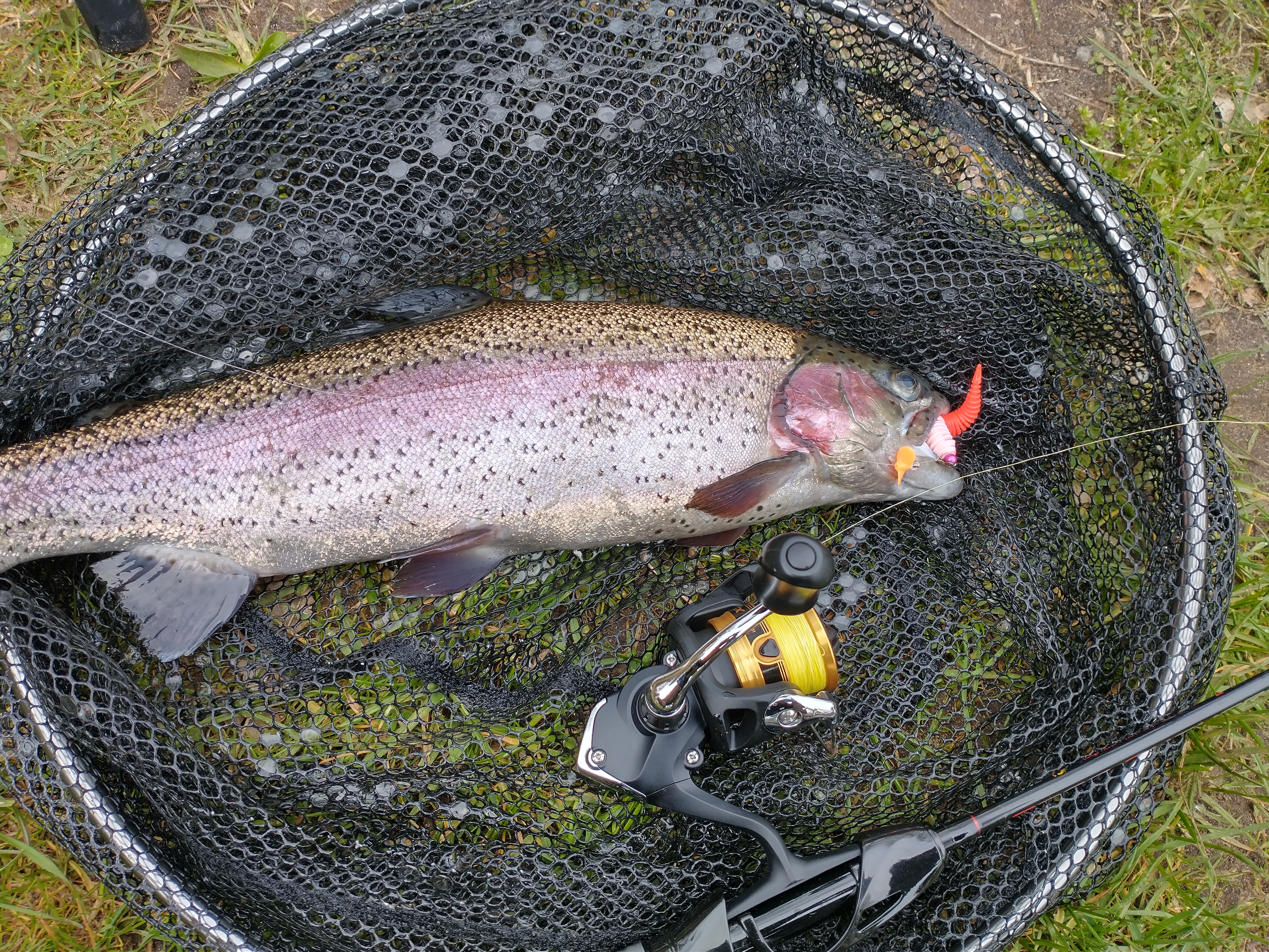 Regnbue-ørred | 1.0 kg | 'Lystfiskerparadiset' | Fiskesø ved Egtved | 2023-04-16