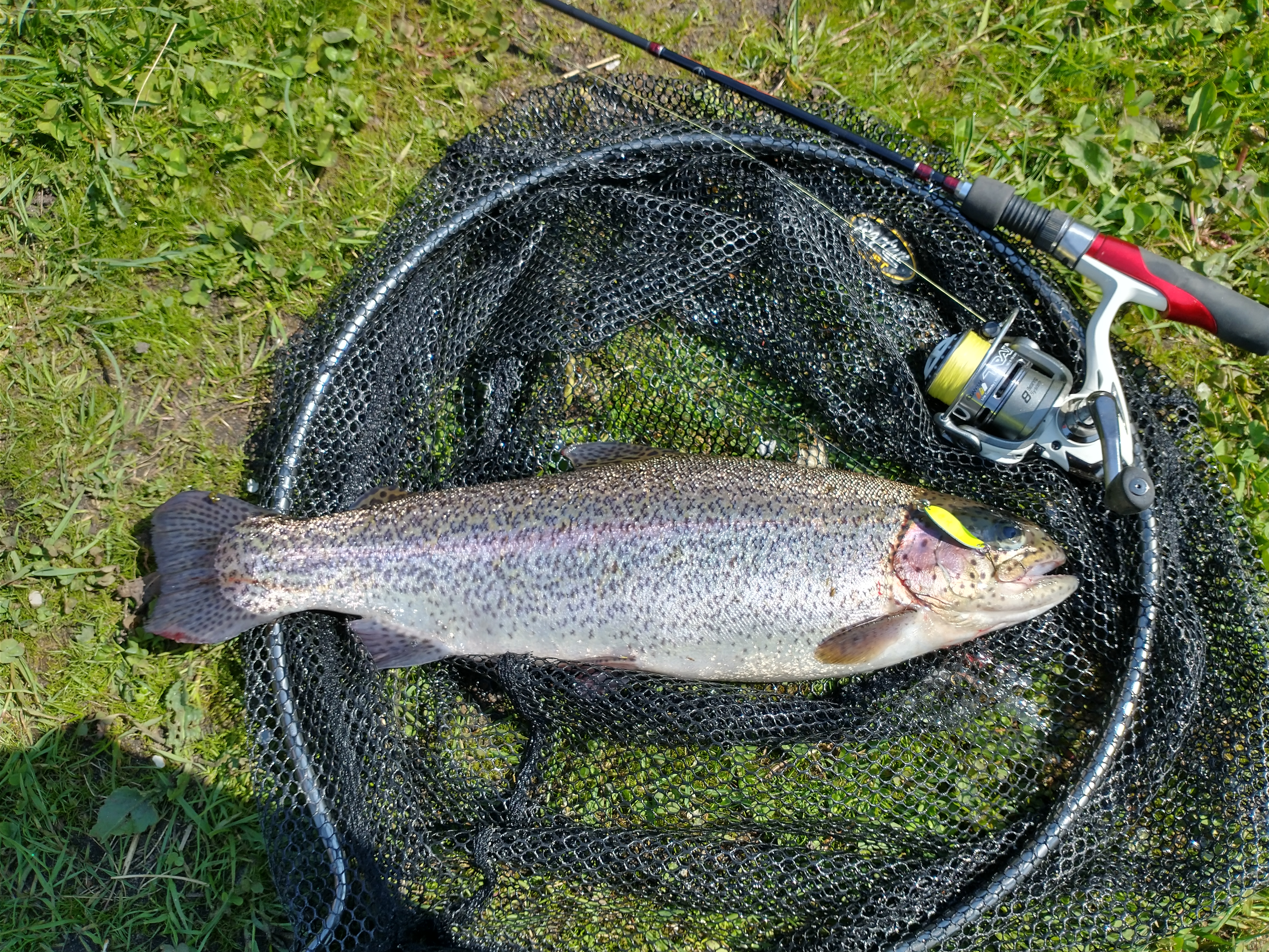 Regnbue-ørred | 1.1 kg | Stilbjerg | Lystfiskersø ved Billund | 2023-05-13